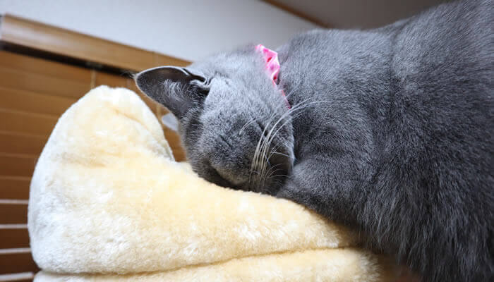 新入り猫レオのベッドの匂いを確認する先住猫モモ