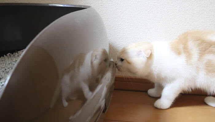 先住猫のトイレの匂いを確認する新入り猫