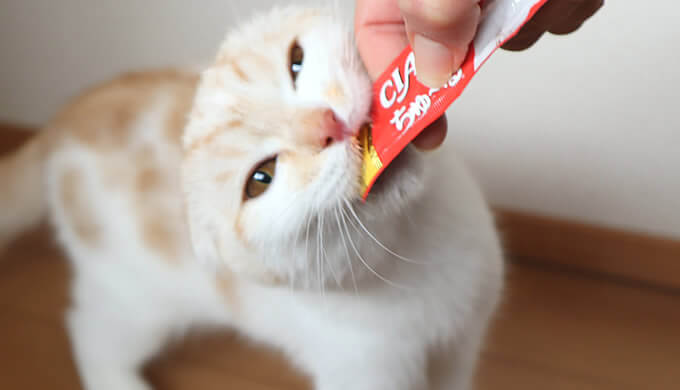 初めてCIAOちゅーるを食べる猫