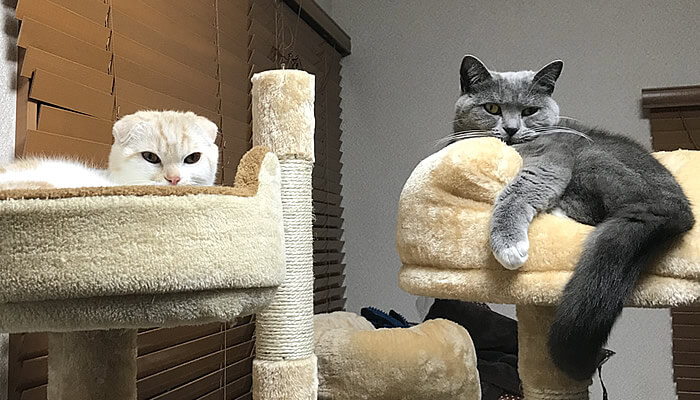 同じキャットタワーで初めて寝た先住猫と新入り猫