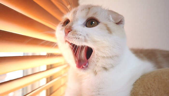 歌を歌っているかのようなあくびをする猫
