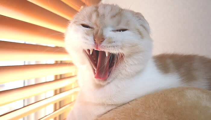 歌を歌っているかのようなあくびをする猫