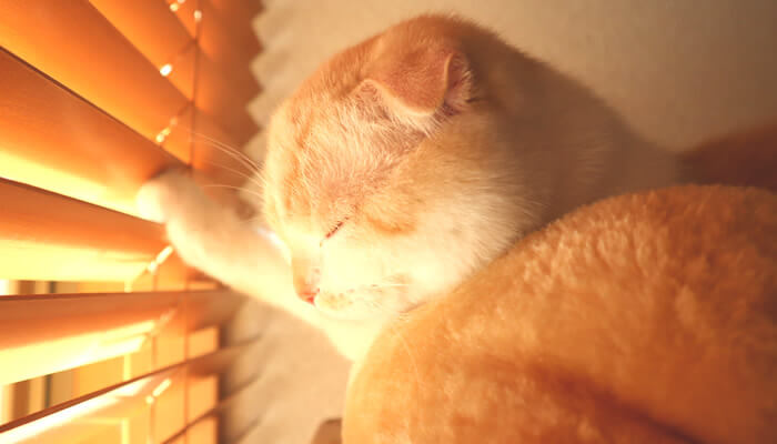 ニャルソックしていると眠たくなるスコティッシュフォールド猫のレオ