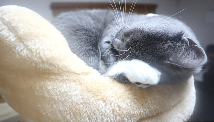 爆睡するブリティッシュショートヘア猫のモモ