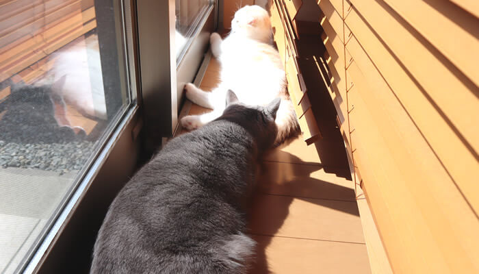 日向ぼっこする猫