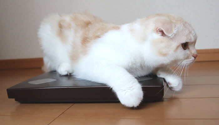 体重測定をする猫のレオ