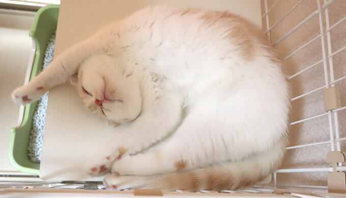 海老ぞりで寝る猫