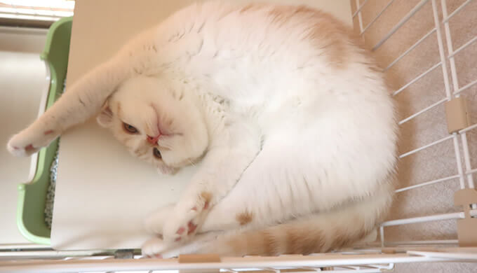 海老ぞりで寝る猫